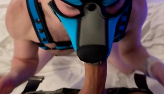 Stud Baily Sweden