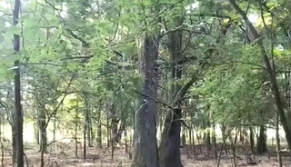 Gaypornfag assplay and fuck in the forest